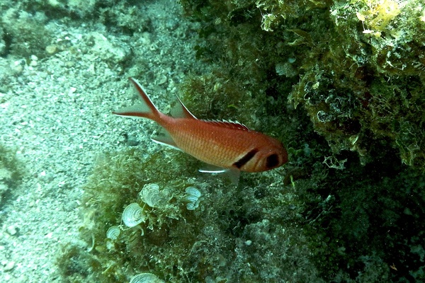 Squirrelfish - Blackbar Soldierfish