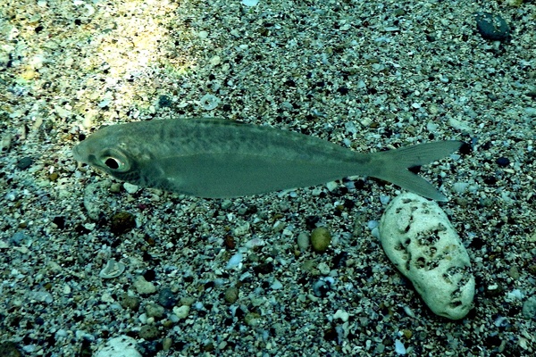 Mojarras - Mottled Mojarra