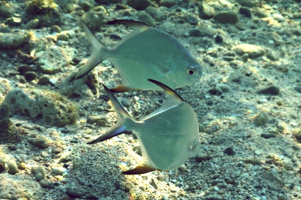 Jacks - Palometa