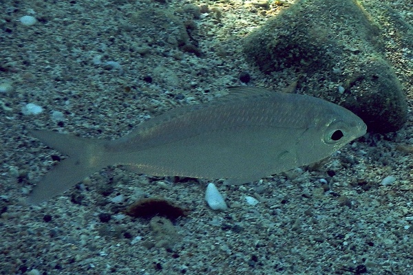 Mojarras - Flagfin Mojarra