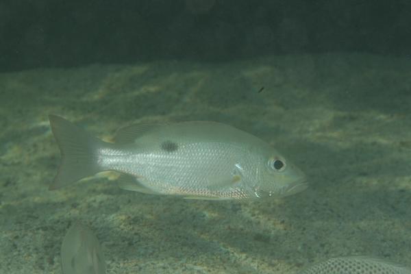 Snappers - Lane Snapper