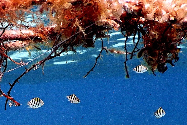 Damselfish - Sergeant Major