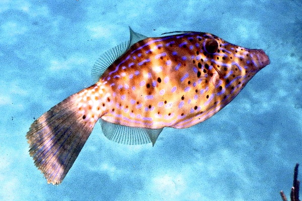 Filefish - Scrawled Filefish Filefish - Scrawled Filefish