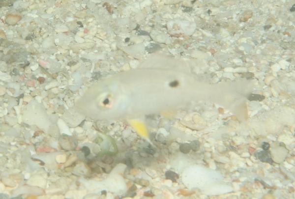 Snappers - Lane Snapper
