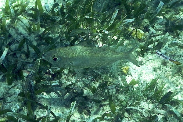 Mojarras - Mottled Mojarra