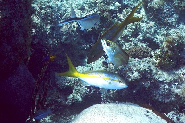 Snappers - Yellowtail Snapper