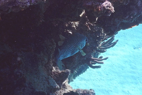 Porcupinefish - Porcupinefish