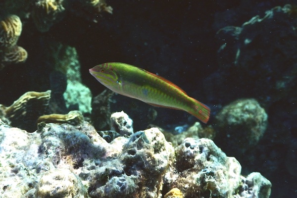 Wrasse - Clown Wrasse