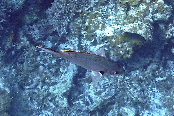 Damselfish - Brown Chromis