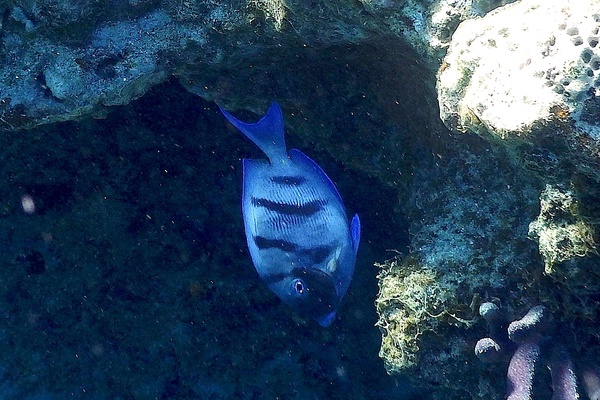 Surgeonfish - Blue Tang