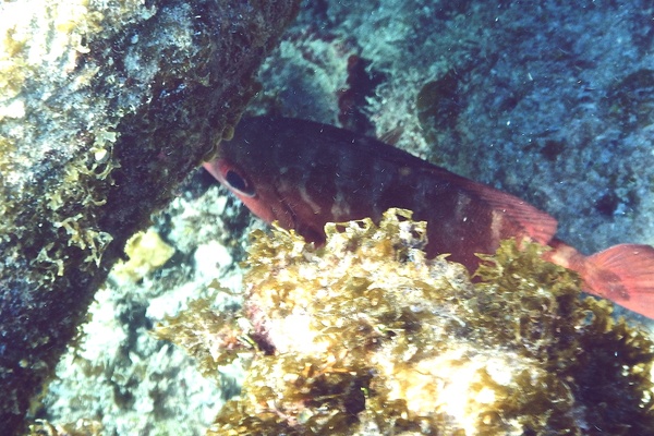 Bigeyes - Glasseye Snapper