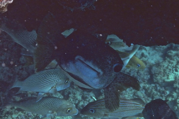 Porcupinefish - Porcupinefish