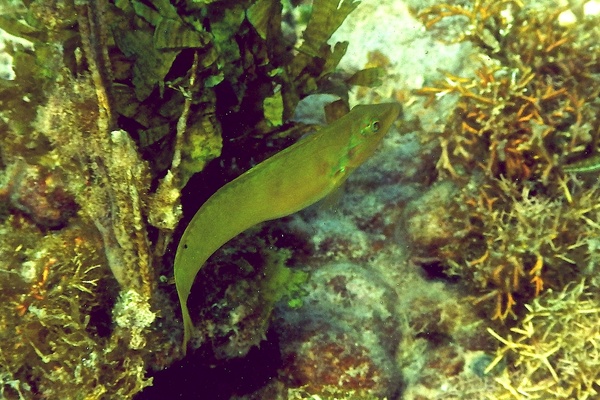 Wrasse - Blackear Wrasse