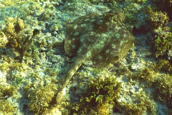 Stingrays - Yellow Stingray