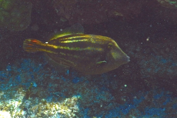 Filefish - Orangespotted Filefish