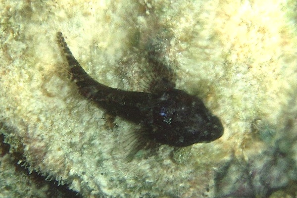 Blennies - Mimic Blenny