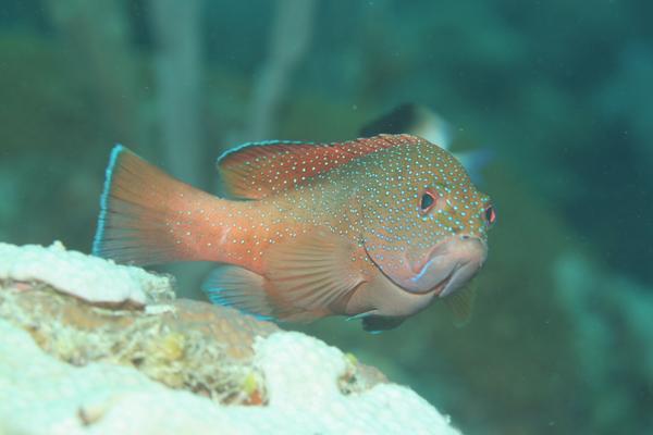 Groupers - Coney/Brown variation