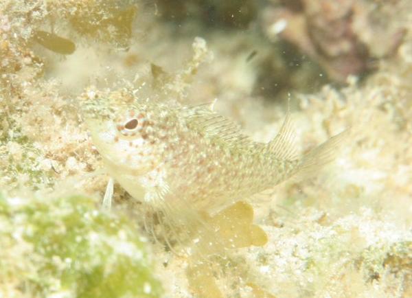 Blennies - Rosy Blenny