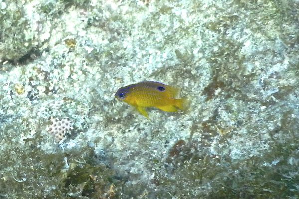 Damselfish - Longfin Damselfish