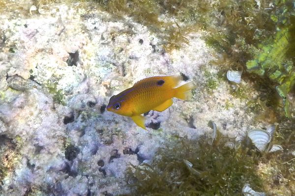 Damselfish - Longfin Damselfish