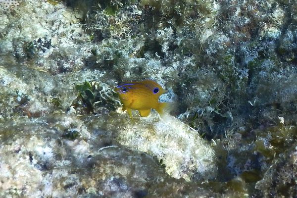 Damselfish - Longfin Damselfish