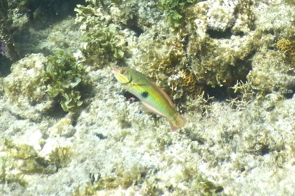 Wrasse - Clown Wrasse