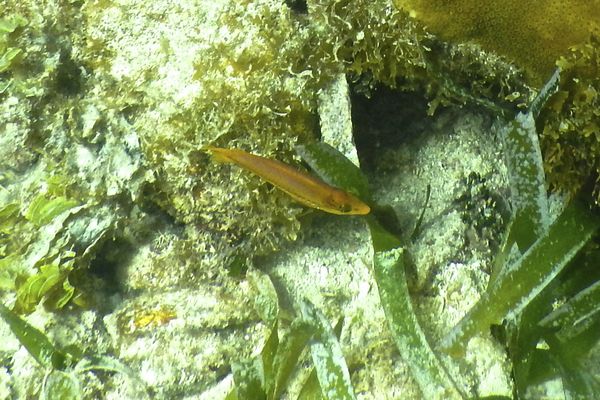 Wrasse - Yellowhead Wrasse