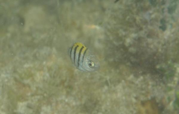 Damselfish - Sergeant Major