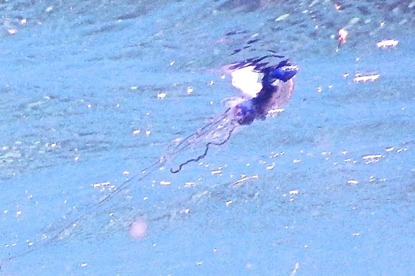 Jellyfish - Portuguese Man O' War