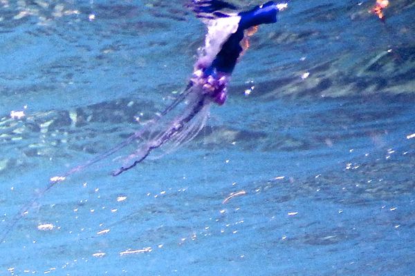 Jellyfish - Portuguese Man O' War