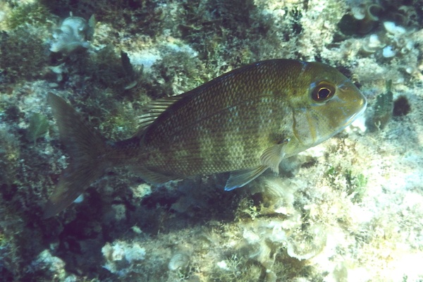 Porgies - Sheepshead Porgy