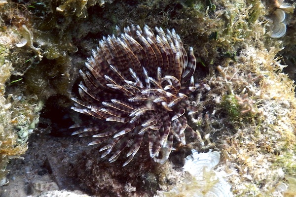 Featherduster Worms - Magnificent Feather Duster