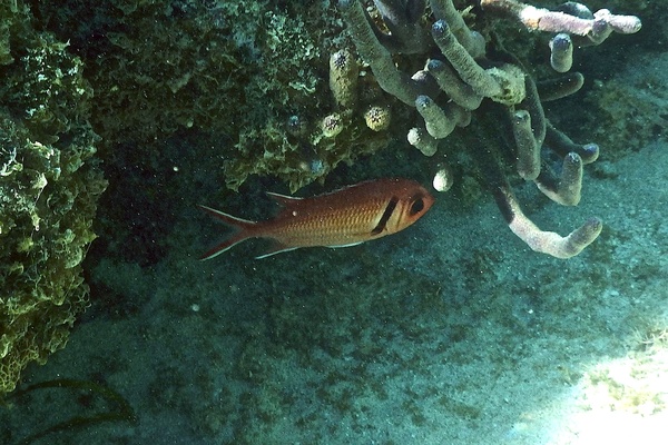 Squirrelfish - Blackbar Soldierfish