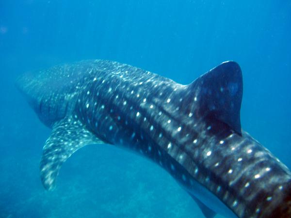 Sharks - Whale Shark