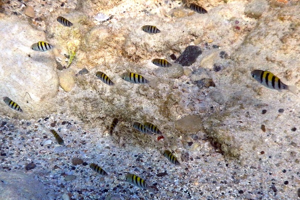 Damselfish - Sergeant Major