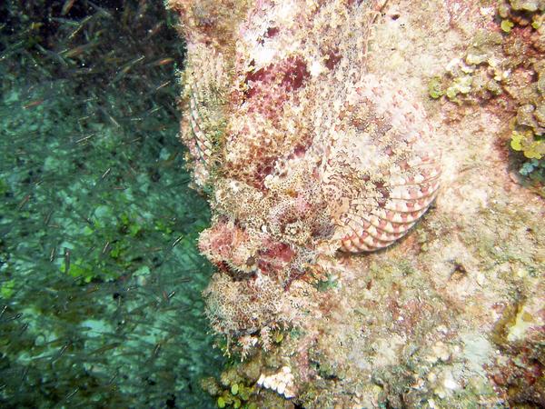 Scorpionfish - Raggy Scorpionfish