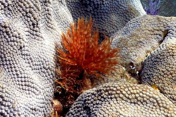 Featherduster Worms - Magnificent Feather Duster