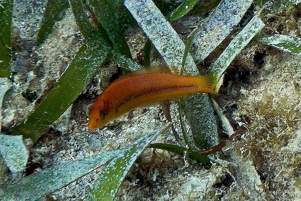 Wrasse - Yellowhead Wrasse