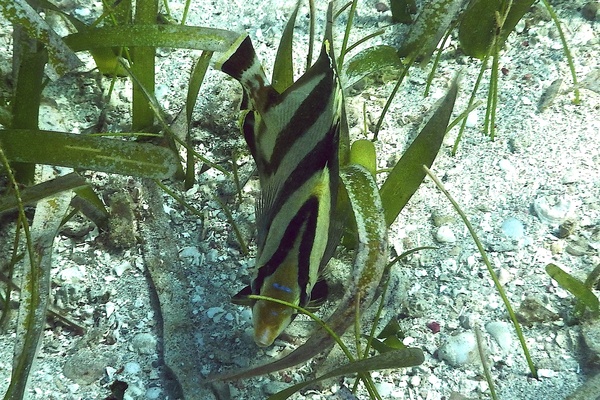 Butterflyfish - Banded Butterflyfish