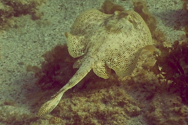 Stingrays - Yellow Stingray