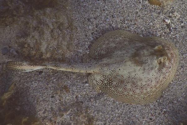 Stingrays - Yellow Stingray