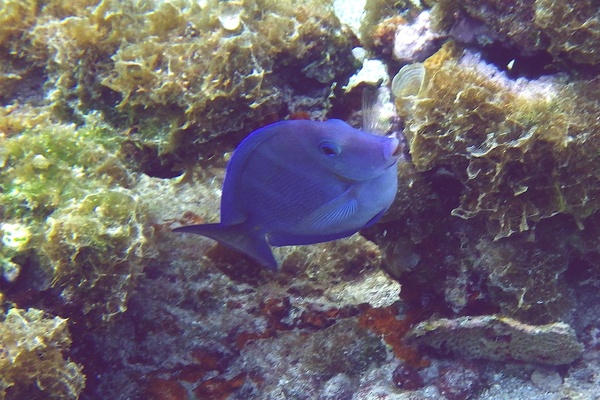 Surgeonfish - Blue Tang