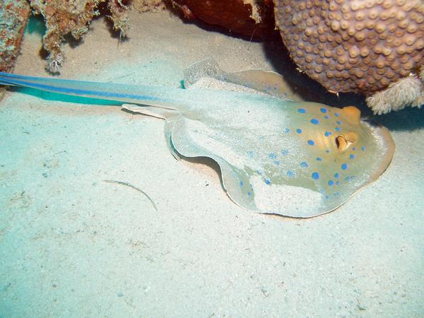 Stingrays - Blue Spotted Stingray