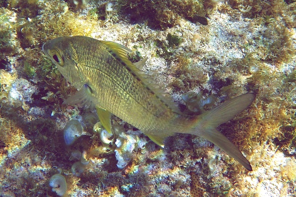 Mojarras - Yellowfin Mojarra