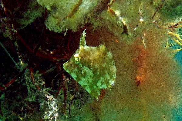 Filefish - Pygmy Filefish