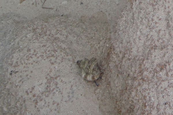 Crabs - Blue Legged Hermit Crab