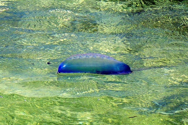 Jellyfish - Portuguese Man O' War