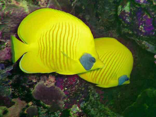 Butterflyfish - Masked Butterflyfish