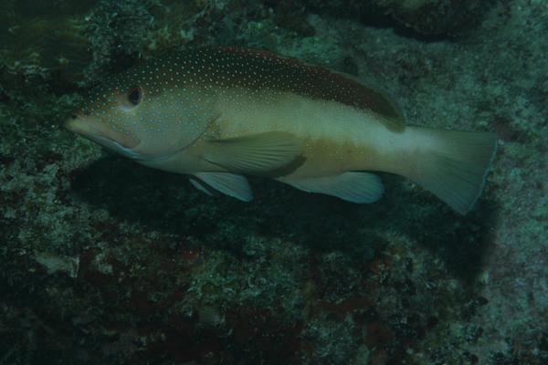 Groupers - Coney/Bicolor variation