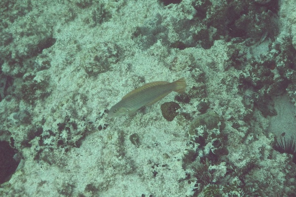 Wrasse - Painted Wrasse